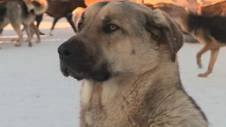 Новоуренгойцы бьют тревогу: бездомных собак на улицах города стало в разы больше