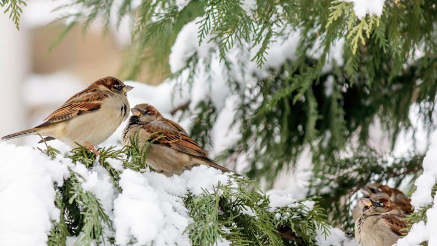 Помощь братьям меньшим: как правильно подкармливать животных зимой 