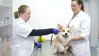 Усы, лапы и хвост — не документ: почему ямальцам нужно чипировать своих питомцев 