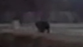Пользователей сети переполошило видео «медведя», разгуливающего по Салехарду