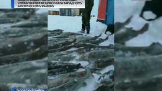 Сотрудники ФСБ обнаружили недалеко от Антипаюты партию краснокнижной рыбы - 450 кг сибирского осетра
