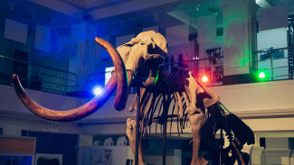 Новый дизайн и экспонат: Главный музей Ямала готовит обновление зала мамонтов