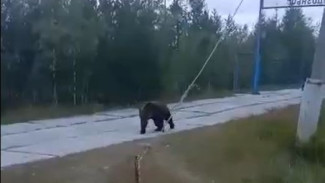 На Ямале отважные собаки спасли хозяина от медведя