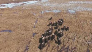 В природном парке Полярно-Уральский рассказали о новорожденных овцебыках и лощадях