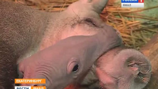 Мама – рекордсмен. Чем же прославилась единственная в России самка трубкозуба!?