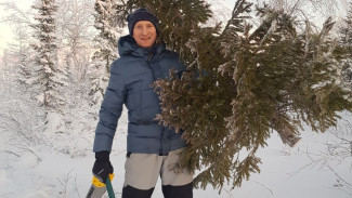 В лес за елками: в ЯНАО продлили сезон вырубки хвойных деревьев