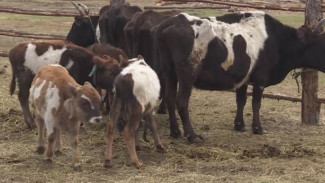 В Республике Саха завершается возведение Научного центра репродукции якутской коровы