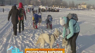 Карельские энтузиасты намерены пройти 600 километров на собачьих упряжках