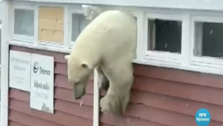 В Норвегии белый медведь так объелся шоколада, что застрял в окне при попытке сбежать