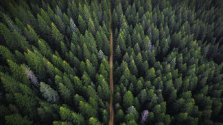 Владимир Якушев: «На страже благополучия лесов Урала стоят сотни неравнодушных»