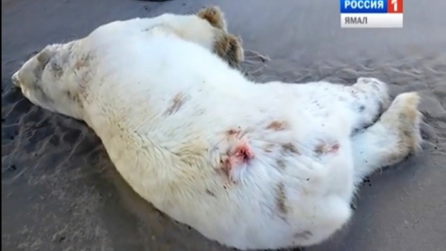 На Ямале понесет наказание браконьер, убивший белого медведя