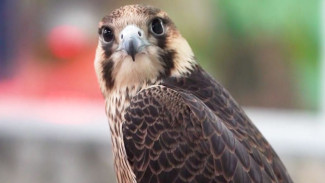 Более 30 видов пернатых отмечают День птиц в Детской экологической станции Нового Уренгоя