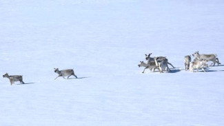 Ученые впервые пометили диких оленей на острове Шокальского