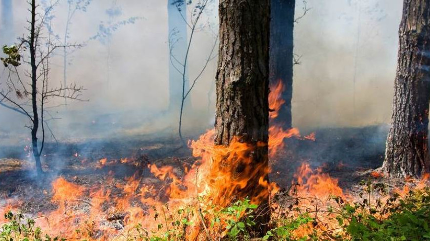 На Ямале действует 12 очагов природных пожаров 