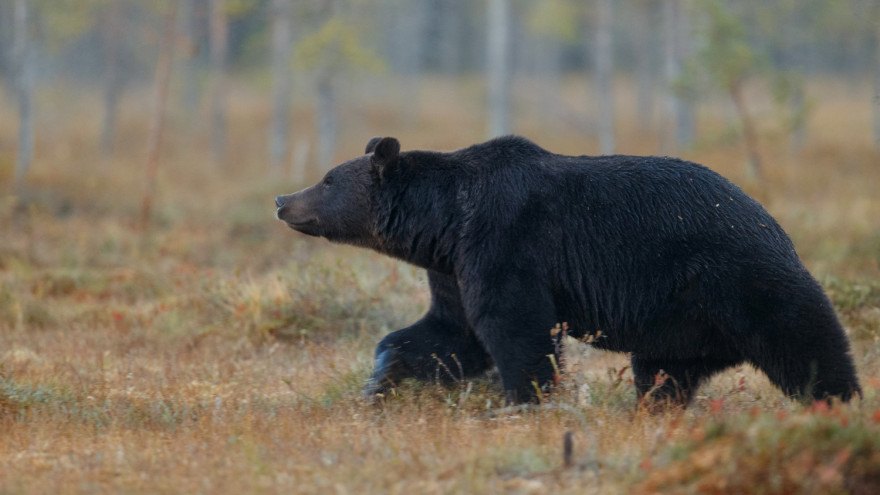 На Ямале стартовал сезон охоты на бурого медведя