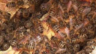 Пасека Деда Мороза: в Карелии туристов приманивают пчелами