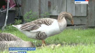 Промежуточные итоги сельхозпереписи на Ямале: Шурышкарский район