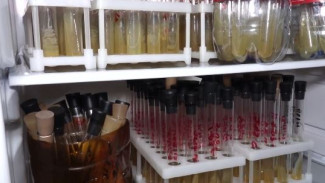 Тюменские ученые раскрыли неожиданные свойства бактерий, найденных в вечной мерзлоте