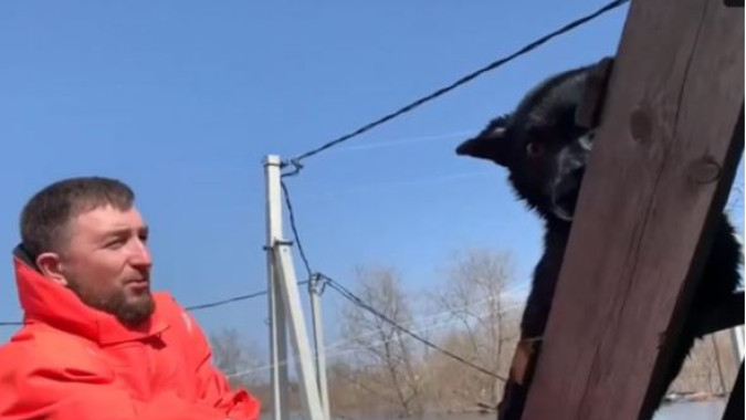 Ямальские бойцы спасли в Кургане замерзшего пса с крыши затопленного дома