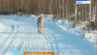В Хабаровском крае на оживленной трассе вальяжно бродит тигр