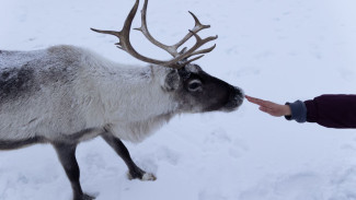 Кочующий праздник северян: когда и где на Ямале пройдет День оленевода — 2026