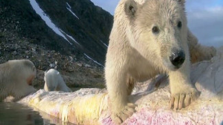 Группа специалистов чипирует белых медведей на Новой Земле