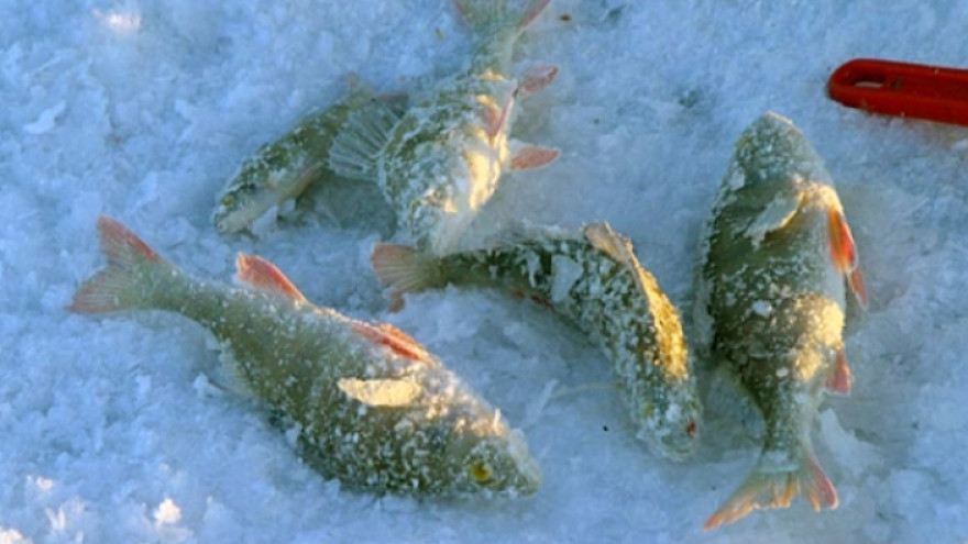 На Ямале пройдет чемпионат по зимней рыбалке