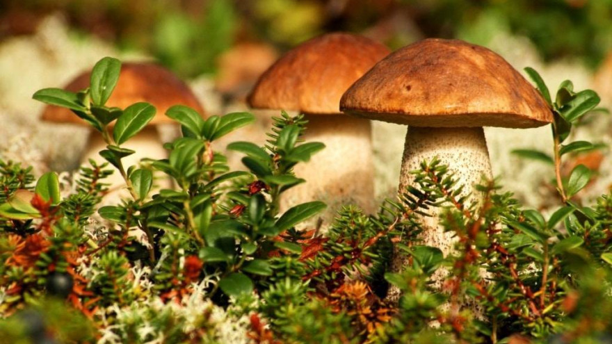 Учёные доказали: грибы укрепляют иммунитет и снижают риск развития рака 