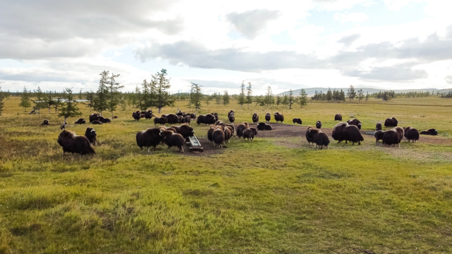 Ученые впервые проведут генетические исследования овцебыков на Ямале
