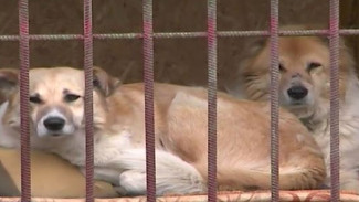 Коронавирус диктует свои правила: в Губкинском приют для бездомных животных нуждается в помощи
