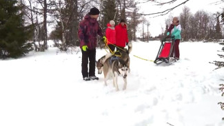 Скорость и драйв: в Ненецком автономном округе готовятся к гонкам на собачьих упряжках 