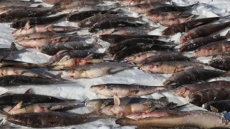 273 административных протокола: ямальские инспекторы рыбоохраны подвели итоги 2023 года