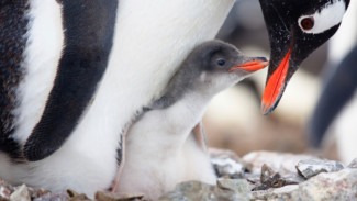 Трёхнедельных птенцов пингвина украли прямо из океанариума