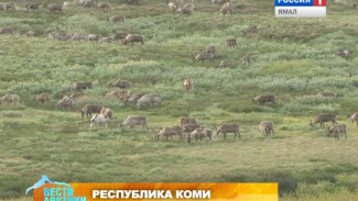 Оленеводы Воркуты приступили к вакцинации поголовья на 2 недели раньше обычного