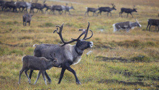 На Ямале стартуют генетические исследования ненецкой породы оленя
