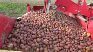В Шурышкарском районе аграрии планируют собрать не менее ста тонн картофеля