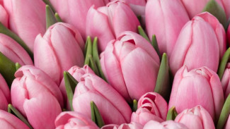 На Ямале к 8 марта вырастили почти 300 тысяч тюльпанов