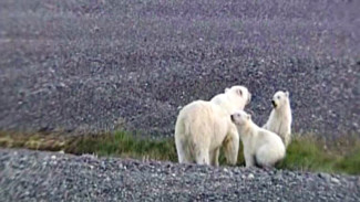 Отсутствие льдов и нехватка еды: почему ученые фиксируют случаи «медвежьего каннибализма»