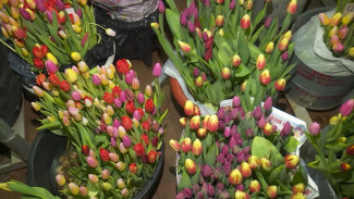 В ямальской колонии заключенные выращивают тюльпаны к Международному женскому дню 