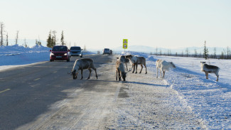 Кочевники готовятся к перегонам оленей по ямальским трассам