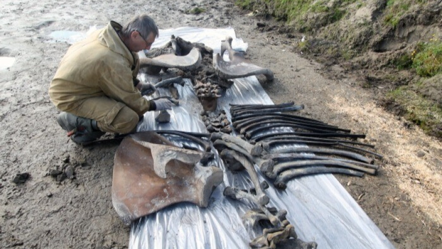 На Ямале нашли останки шестилетнего мамонтенка