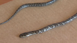 Нашествие пресмыкающихся: змеи заполонили сельскую школу в Приморье