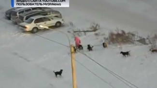 Проблема бродячих собак на Ямале сегодня стоит как никогда остро - как власти собираются ее решать?