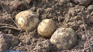 Как собирали в столице арктического региона первые урожаи картофеля