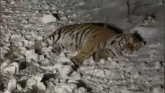 В Приморском крае отслеживают Амурских тигров