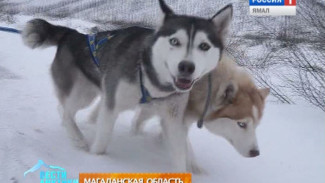 В Магаданской области обкатывают новую трассу для ездовых собак