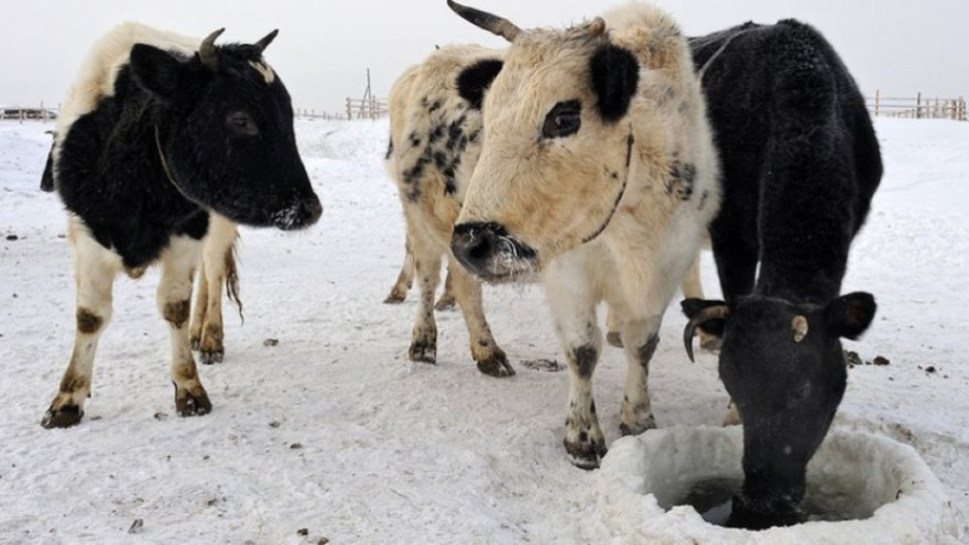 Численность морозоустойчивых якутских коров увеличилась на сотни голов 