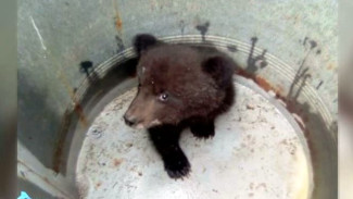 В Якутии спасли медвежонка, который во время ледохода лишился мамы