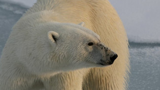 В российской Арктике запустили проект «Тревожные чемоданчики» для защиты от белых медведей