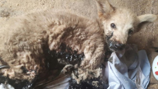 В Ноябрьске активисты и ветеринары продолжают биться за жизнь щенков, вытащенных из лужи гудрона